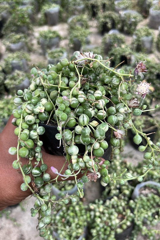 Variegated string of pearls succulent
