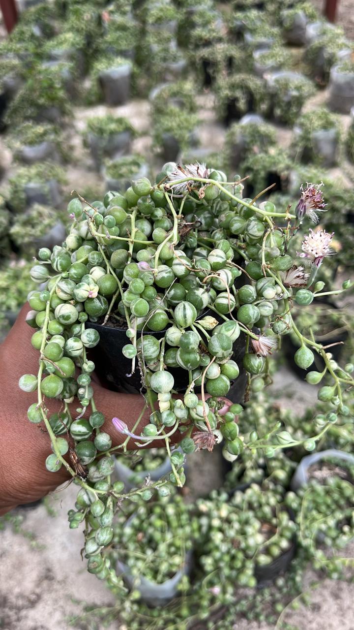 Variegated string of pearls succulent
