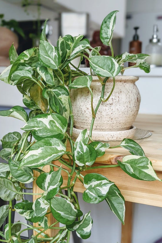 Marble Queen pothos indoor plant
