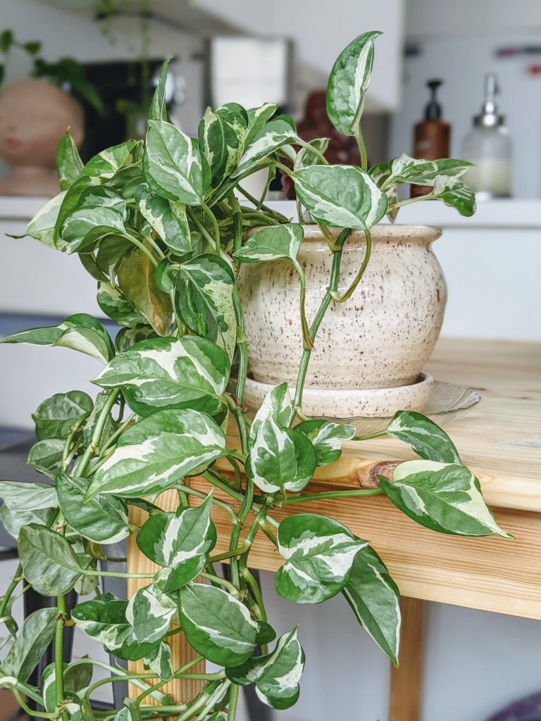 Marble Queen pothos indoor plant
