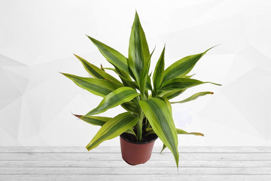 warneck dracaena benefits Warneck Dracaena – Gardengram