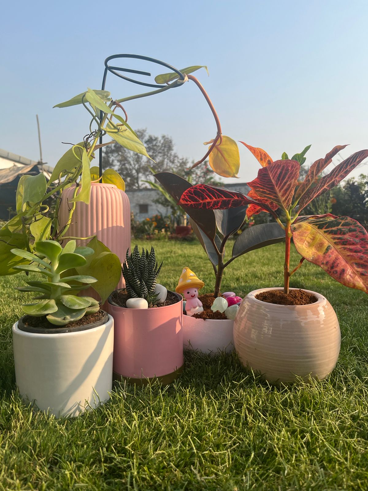 Set of Five Indoor Plants combo | Feng Shui Lucky Plants | Low Maintenace Plants Gift set - Gardengram