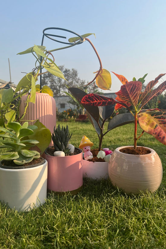 Set of 5 lucky feng shui plants
