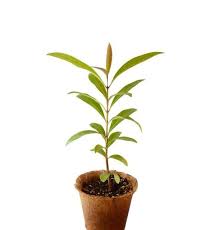 White jamun tree sapling
