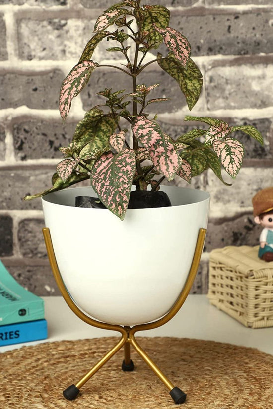 White egg pot for indoor decor
