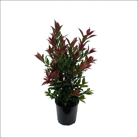 Syzygium bushy plant for landscaping
