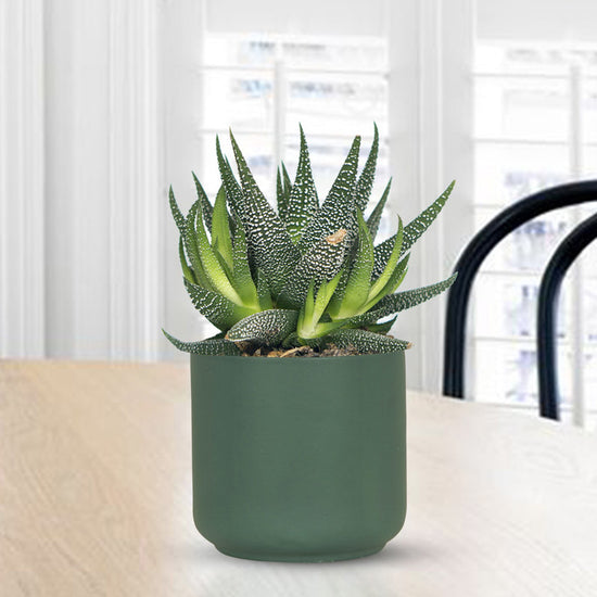 Dark green ceramic jungle-style planter
