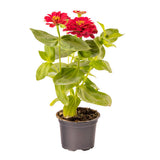 Zinnia Plant | Flowering Plant for home garden | Summer Plants - Gardengram