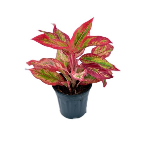 Red Aglaonema foliage plant
