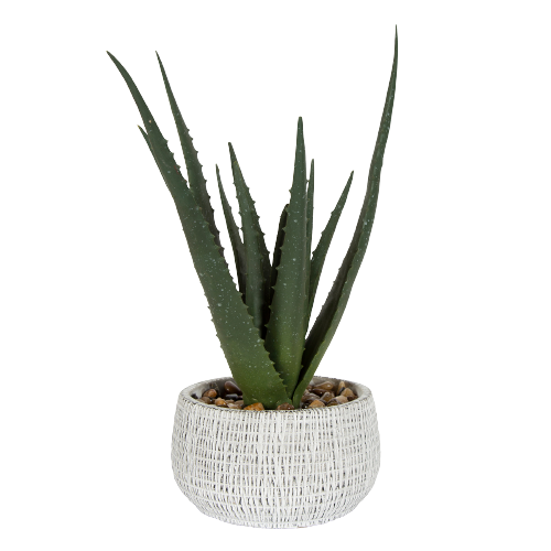 Feng Shui plant gift combo
