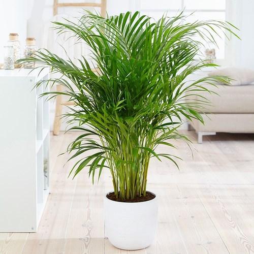 Bamboo palm houseplant
