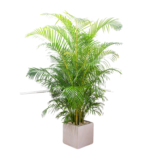 Lucky plants combo for positivity
