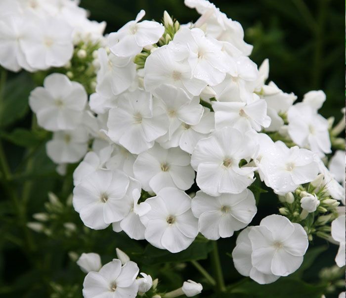 Phlox plant with colorful flowers
