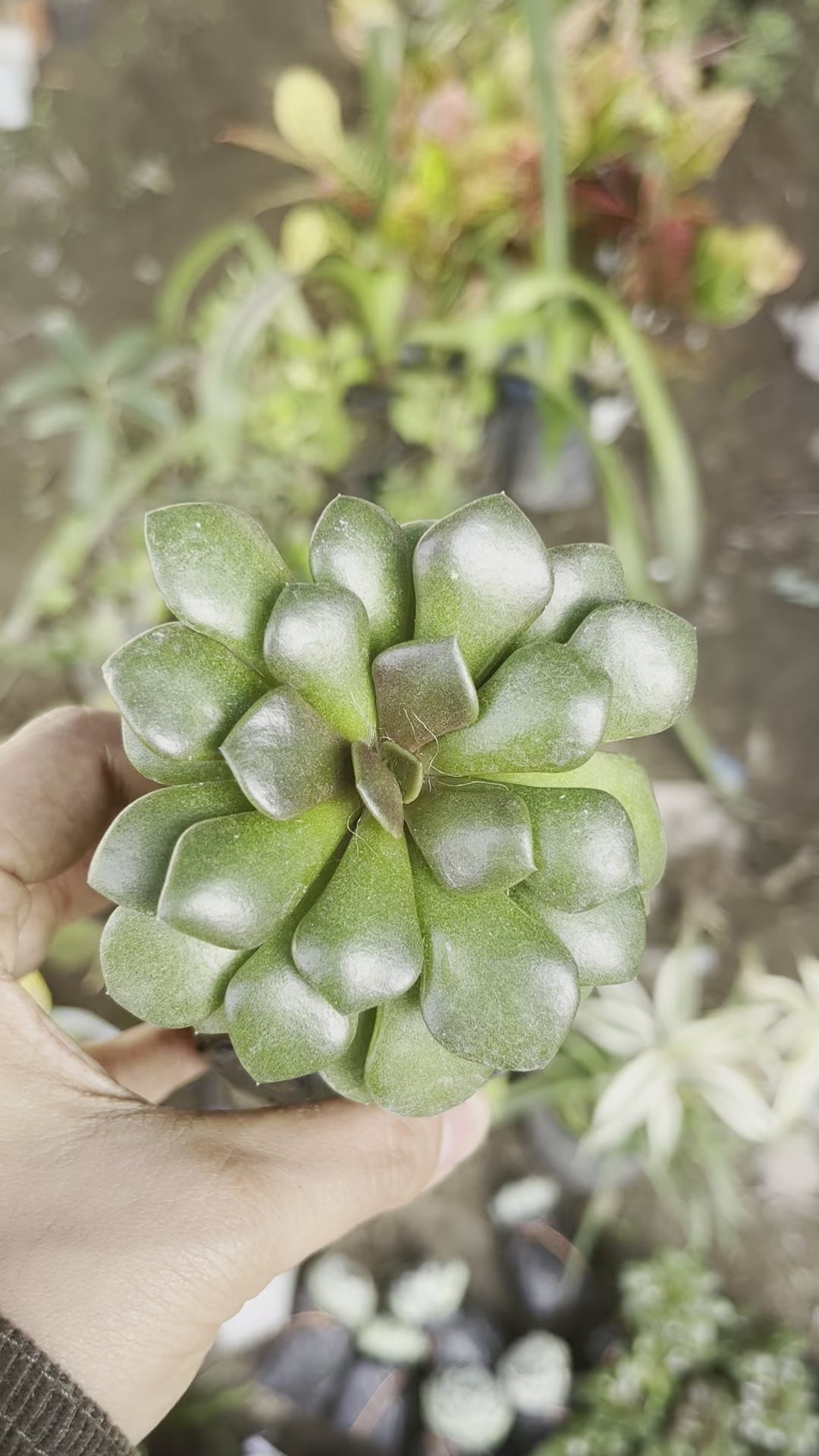 Anacampseros low-maintenance succulent
