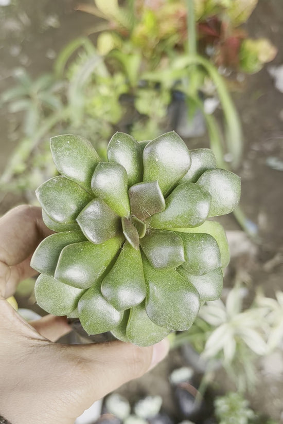 Anacampseros low-maintenance succulent
