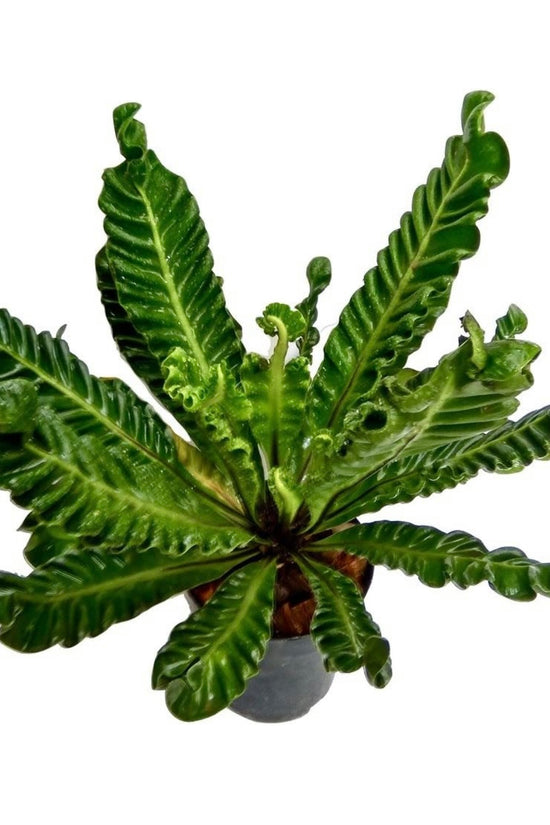 Cobra fern for indoor decor
