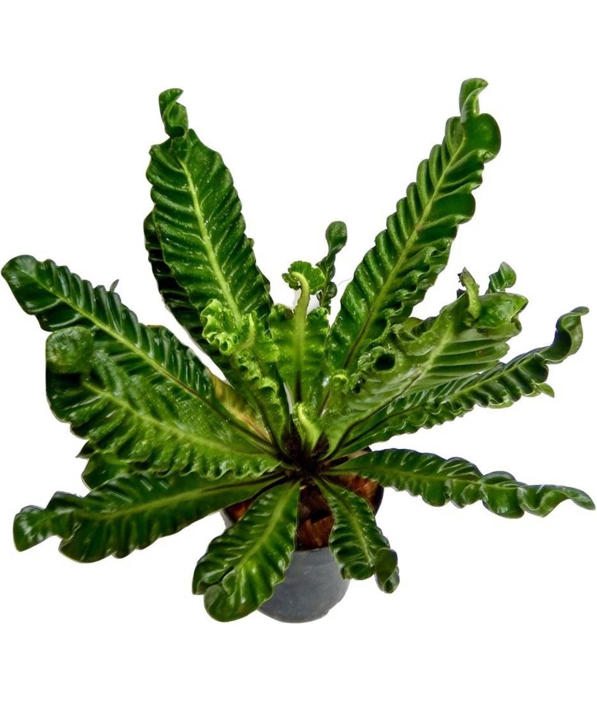 Cobra fern for indoor decor
