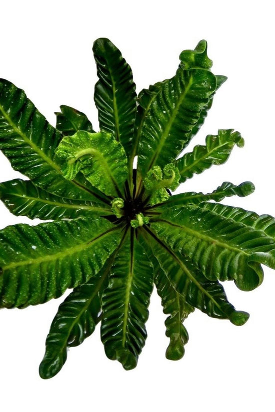 Cobra fern for indoor decor
