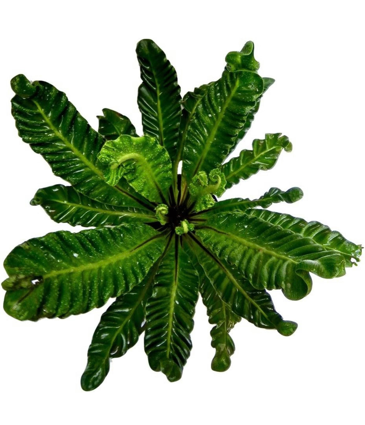 Cobra fern for indoor decor
