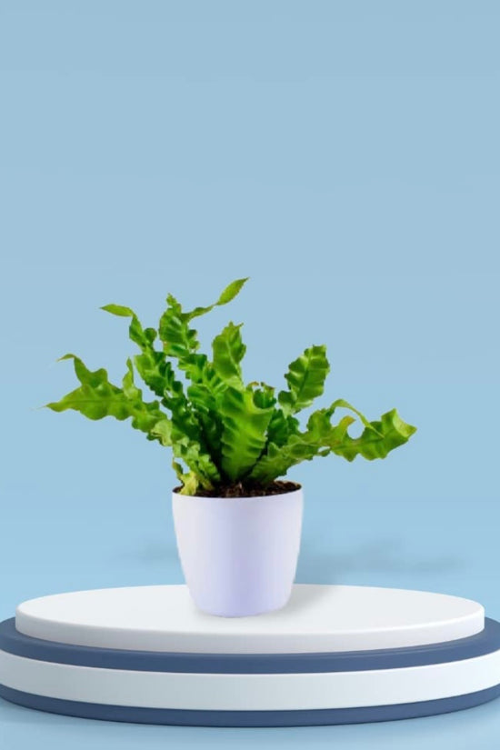 Cobra fern for indoor decor
