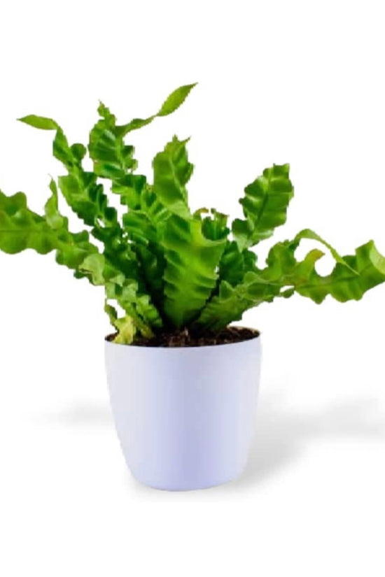 Cobra fern for indoor decor
