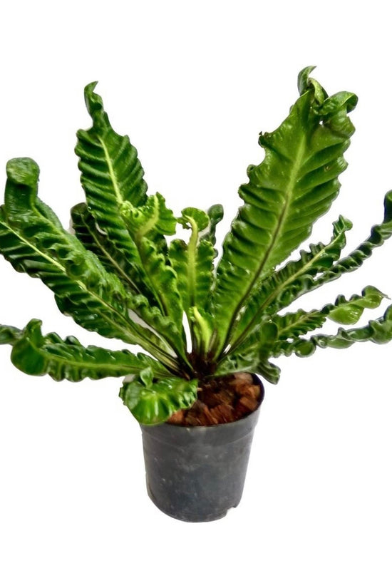 Cobra fern for indoor decor
