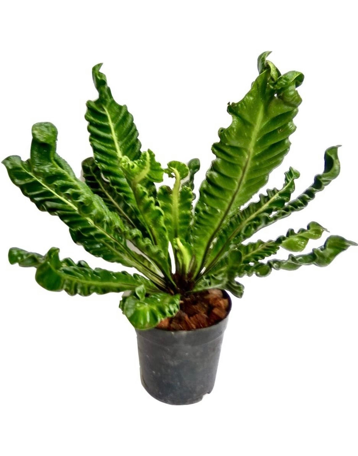 Cobra fern for indoor decor
