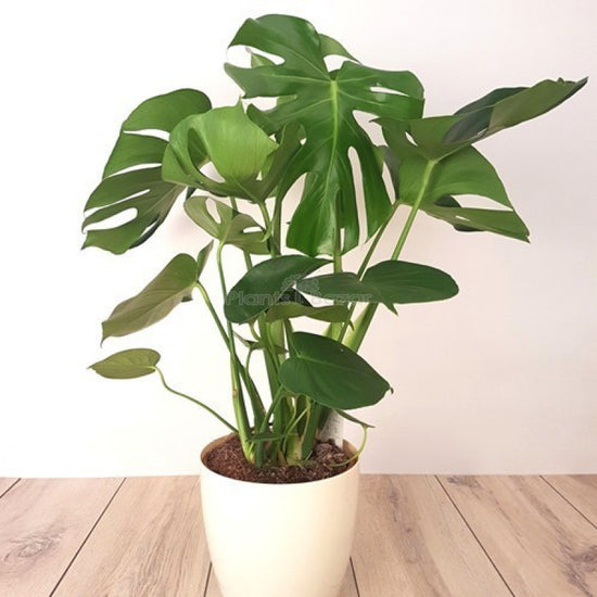 Monstera Deliciosa Swiss Cheese Plant
