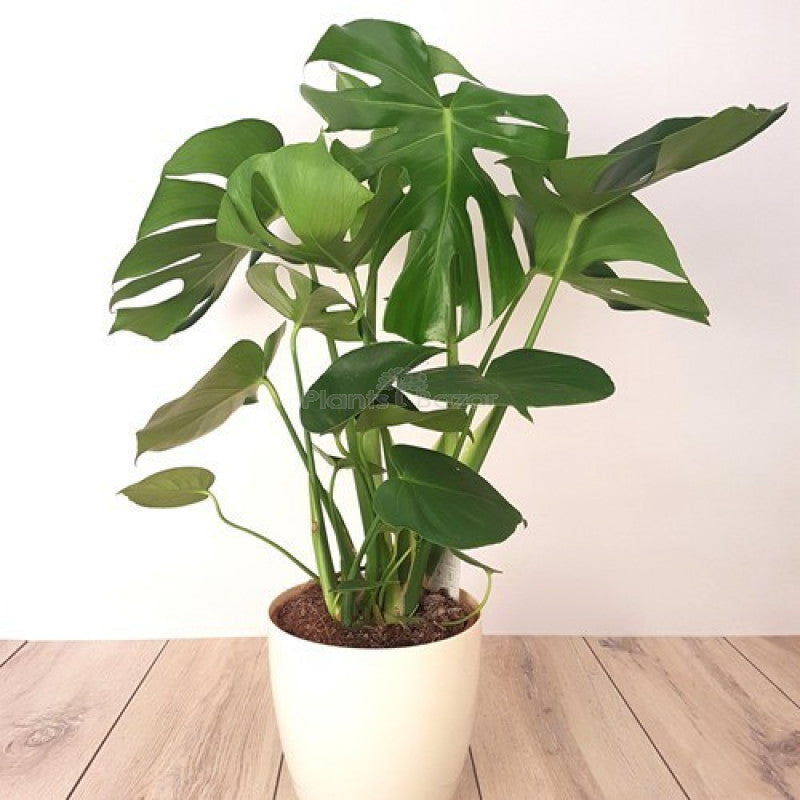 Monstera Deliciosa Swiss Cheese Plant
