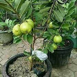 Allahabadi Amrud’s Plant - Gardengram