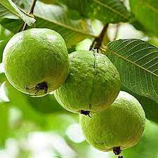 KG variety guava fruit plant
