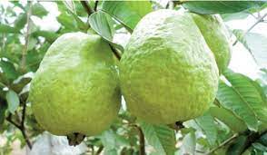 KG variety guava fruit plant
