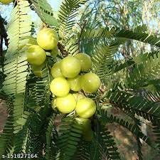 Amla plant for home garden
