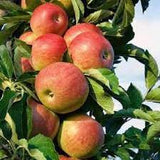 Hrmn Apple Plant - Gardengram