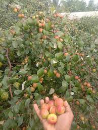 Small variety apple jujube plant
