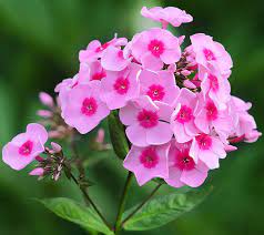 Phlox plant with colorful flowers
