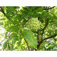 Red sarifa fruit plant
