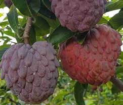 Red sarifa fruit plant
