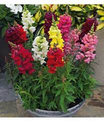 Antirrhinum (Snapdragon) plant
