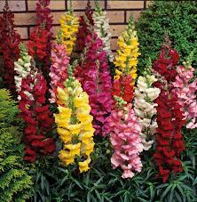 Antirrhinum (Snapdragon) plant
