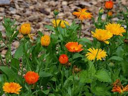 Calendula flowering plant
