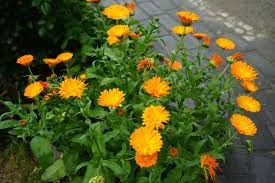 Calendula flowering plant
