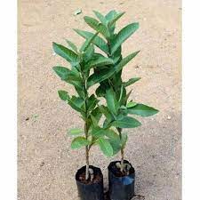 Allahabadi Amrud’s Plant - Gardengram