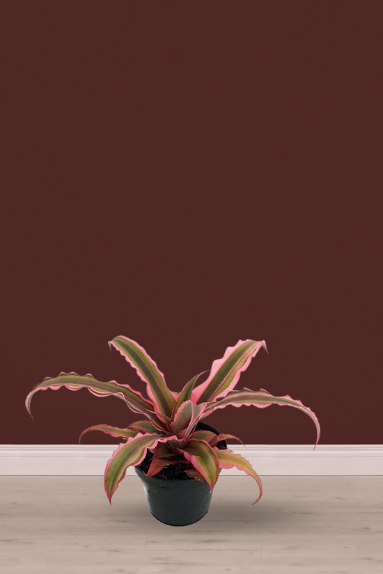 Pink Earth Star succulent
