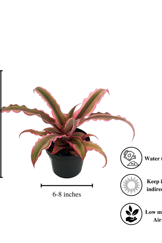 Pink Earth Star succulent
