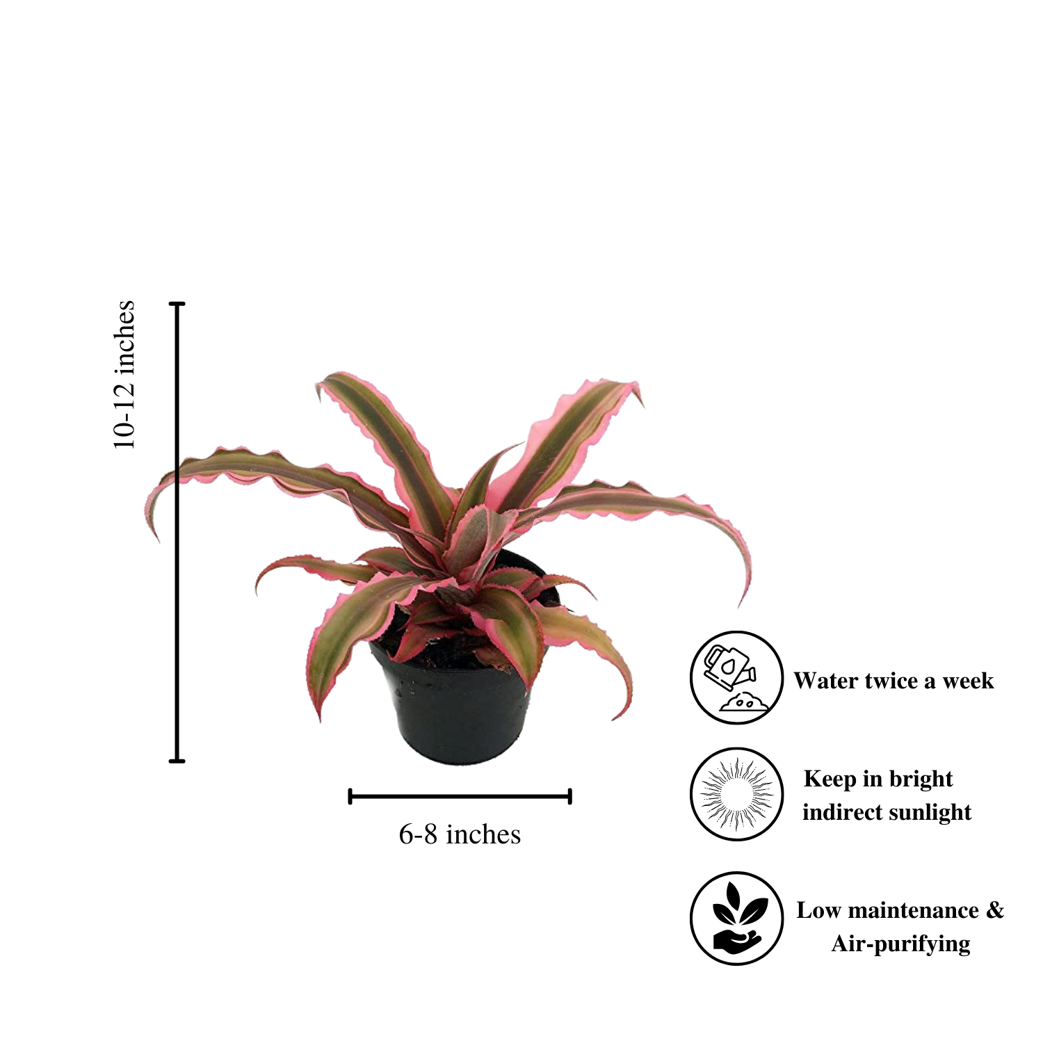Bivittatus cryptanthus Pink earth star plant