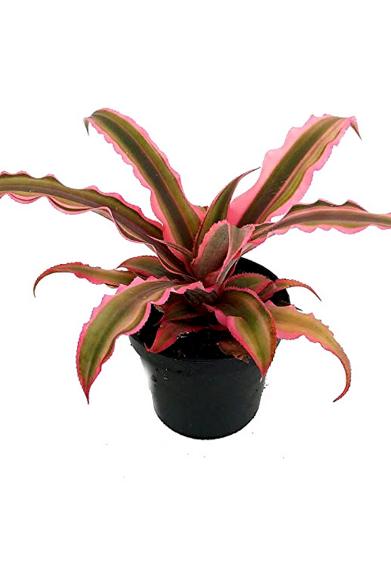 Pink Earth Star succulent
