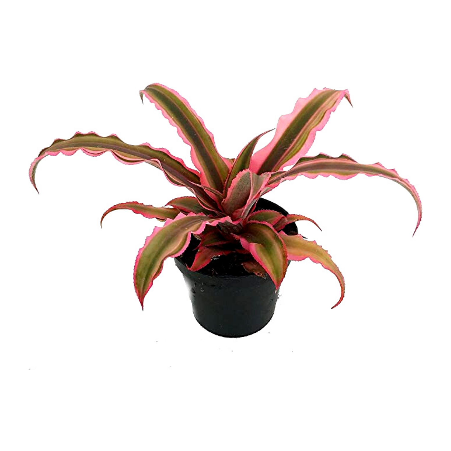 Earth Star Plant Pink | Low Maintenance Decorative Plant - Gardengram