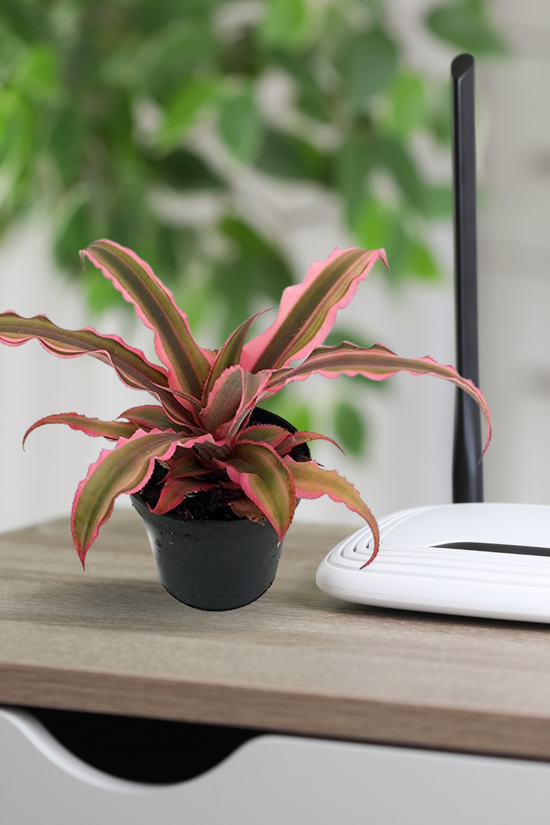 Pink Earth Star succulent
