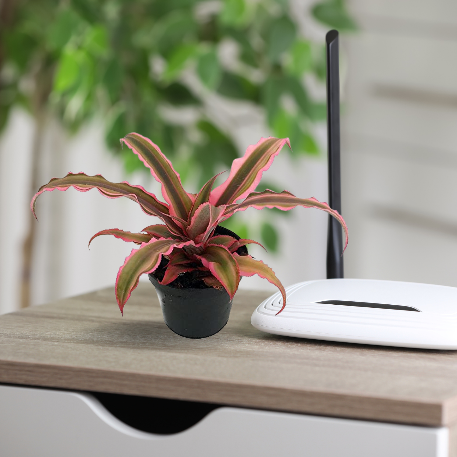 Pink Earth Star succulent
